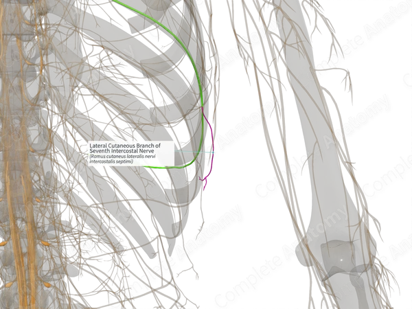 Lateral Cutaneous Branch of Seventh Intercostal Nerve (Left)