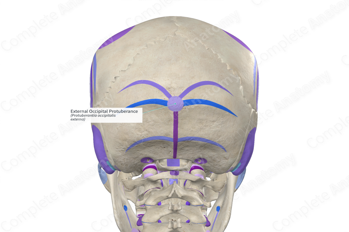External Occipital Protuberance