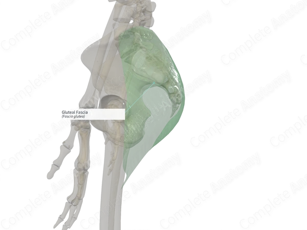 Gluteal Fascia (Right)