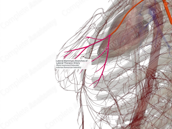 Lateral Mammary Branches of Lateral Thoracic Artery (Left)