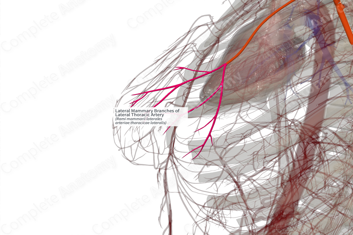 Lateral Mammary Branches of Lateral Thoracic Artery (Left)