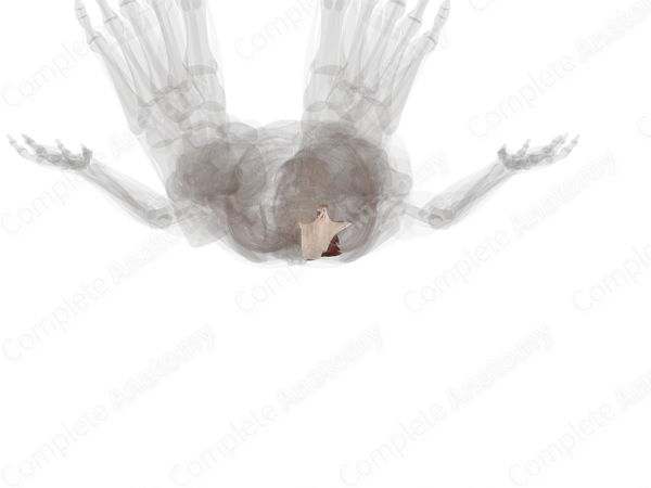 Erector Spinae (Left)