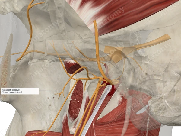 Masseteric Nerve 