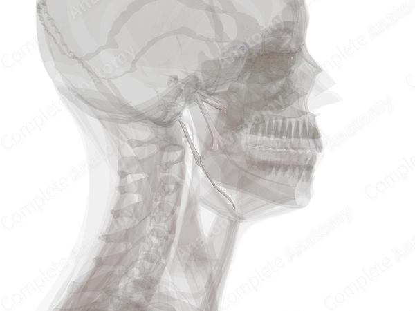 Cranial Syndesmoses
