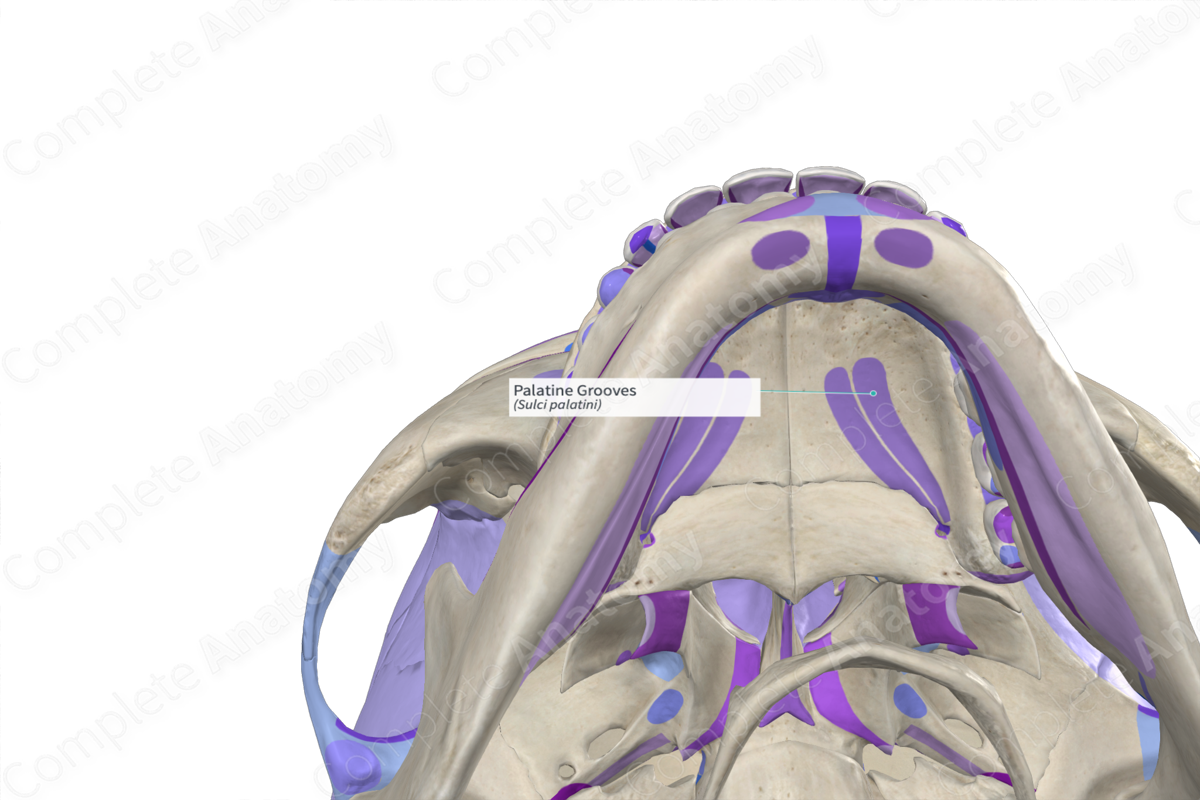 Palatine Grooves Complete Anatomy