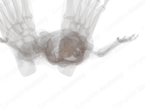 Tibiofibular Syndesmosis (Left)