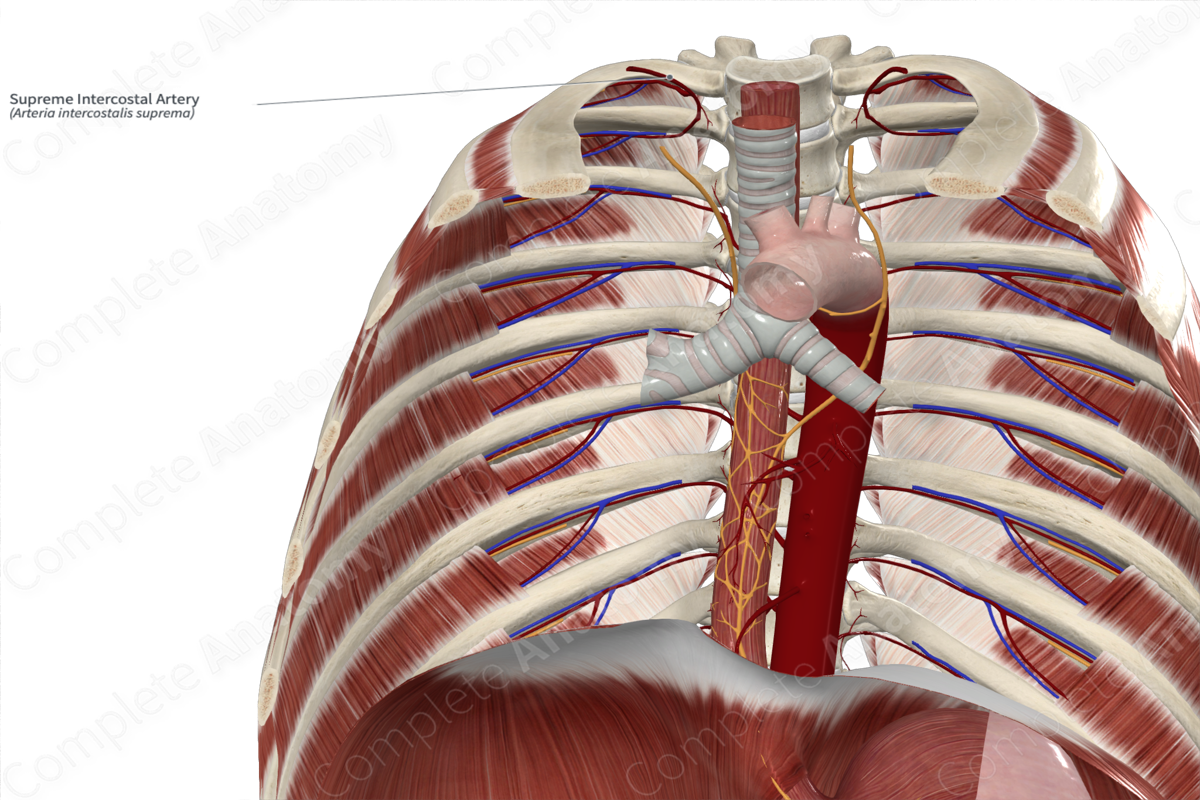 Supreme Intercostal Artery 