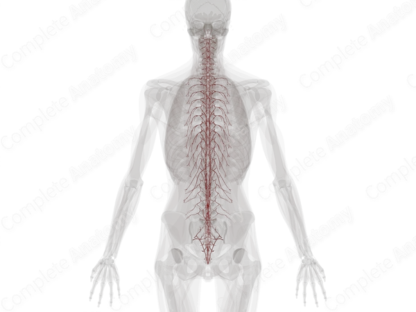 Arteries of Back