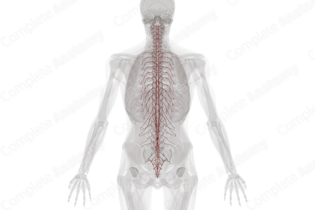 Arteries of Back