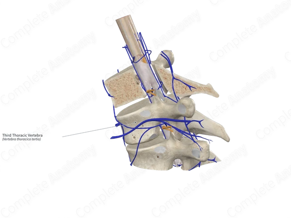 Third Thoracic Vertebra