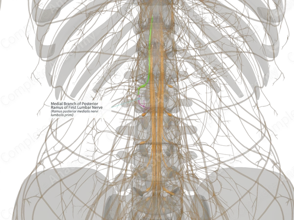 Medial Branch of Posterior Ramus of First Lumbar Nerve (Right)