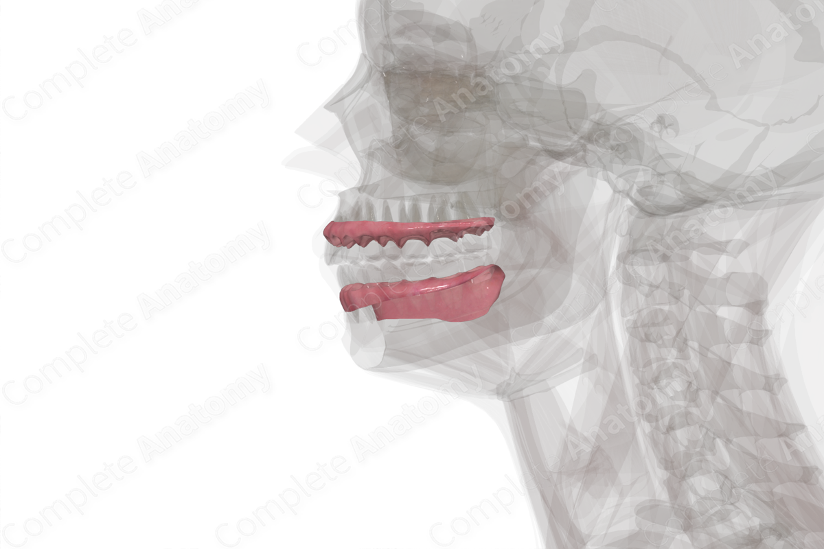 Oral Vestibule Complete Anatomy