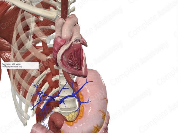 Segment VIII Vein