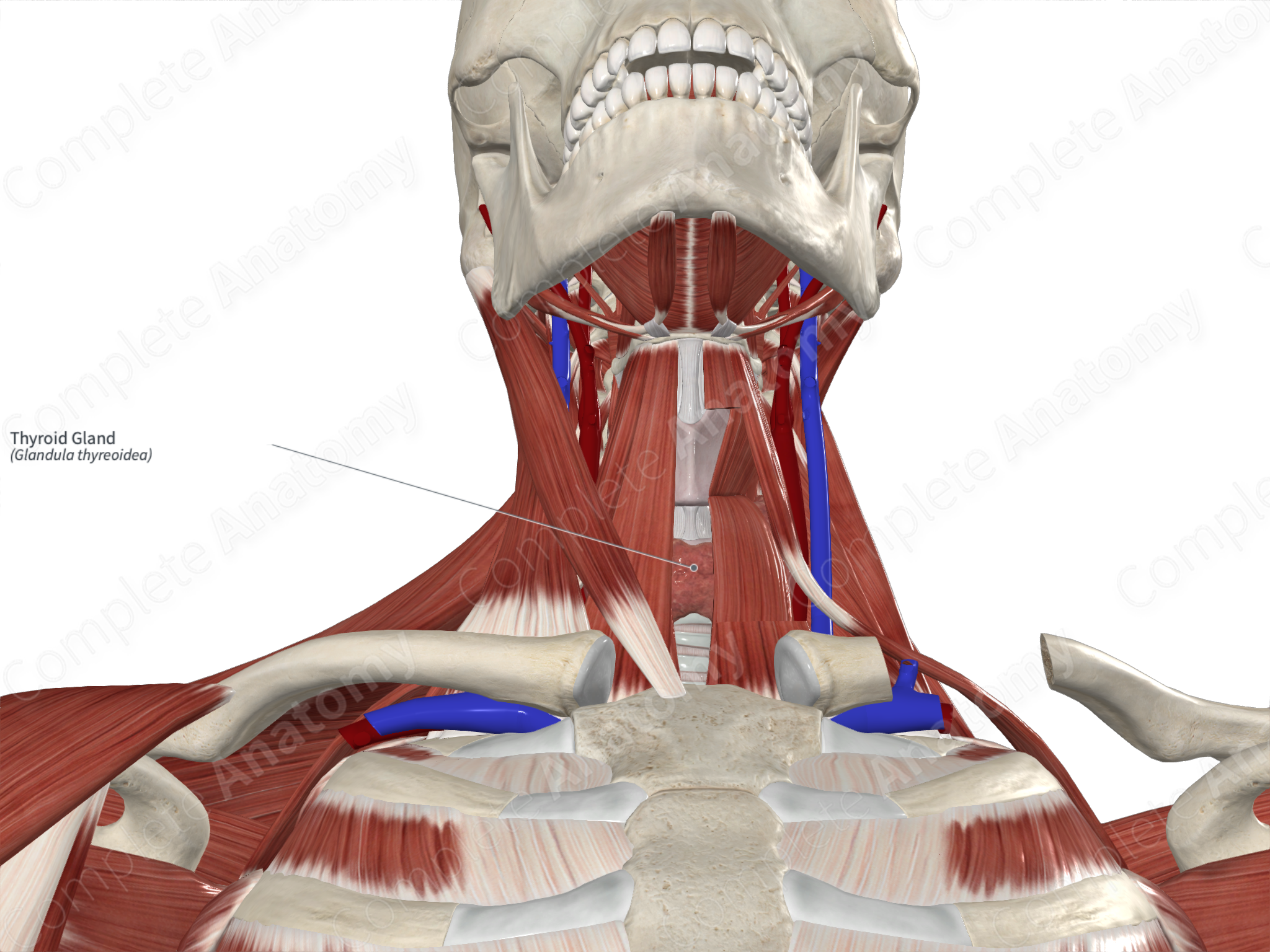 thyroid anatomy muscles