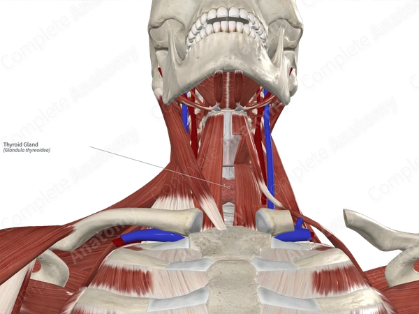 Thyroid Gland