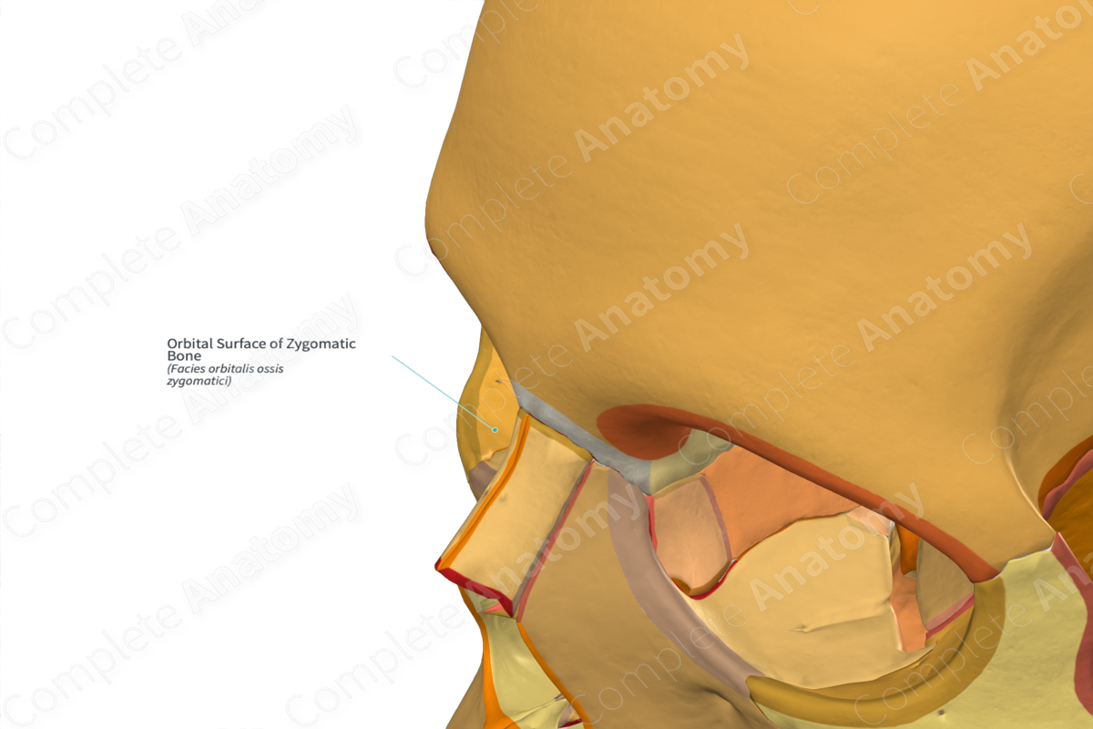 Orbital Surface of Zygomatic Bone