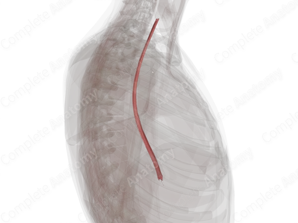 Mucosa of Esophagus