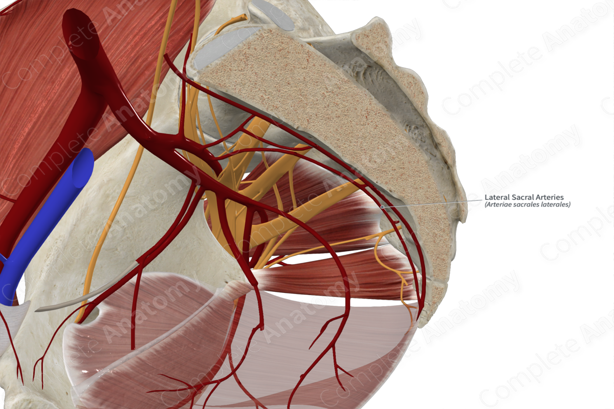 Lateral Sacral Arteries 