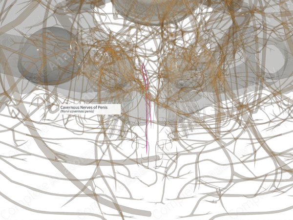 Cavernous Nerves of Penis (Left)