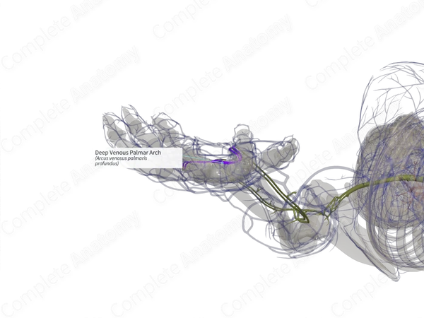 Deep Venous Palmar Arch (Right) Complete Anatomy
