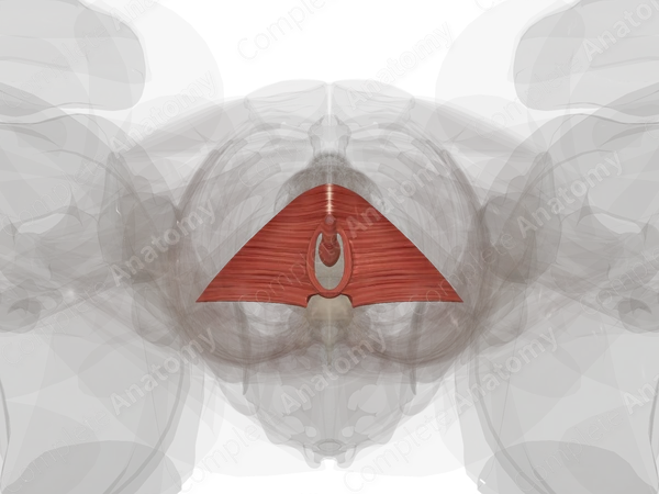 Muscles of Deep Perineal Space