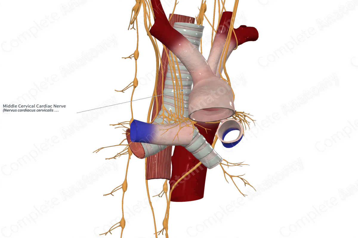 Middle Cervical Cardiac Nerve 