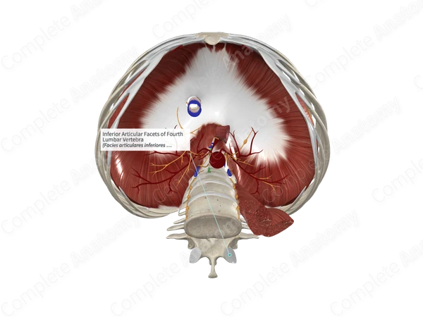 Inferior Articular Facets of Fourth Lumbar Vertebra