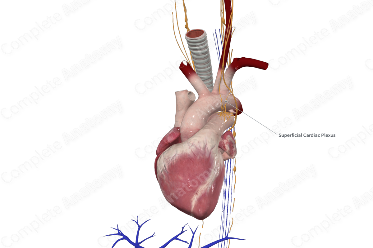 Superficial Cardiac Plexus