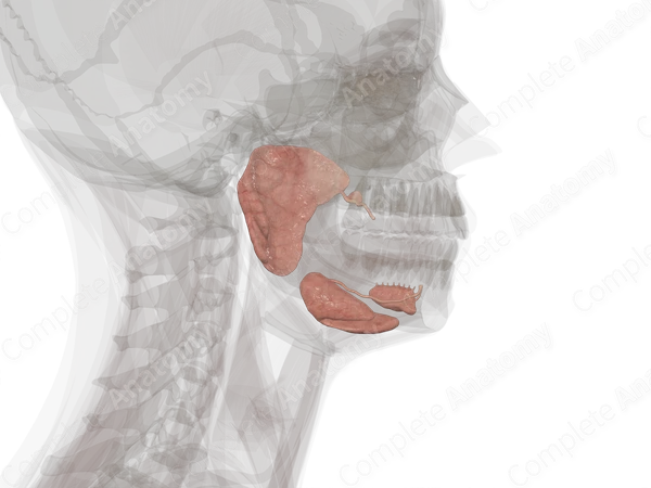 Major Salivary Glands (Left)