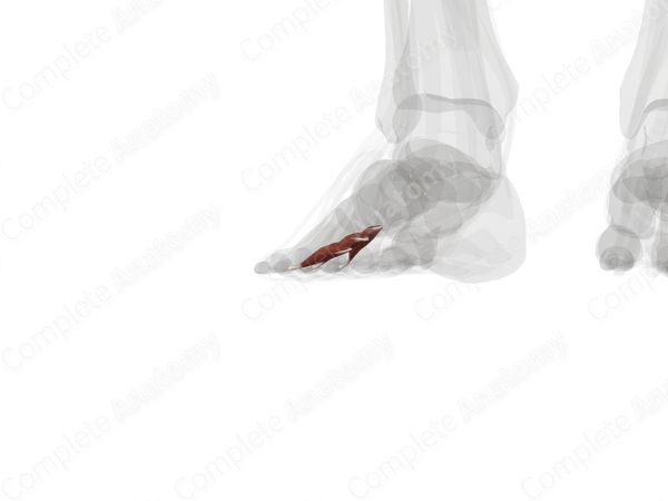 Plantar Interossei Muscles (Left)