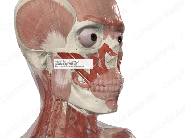 Medial Part of Levator Nasolabialis Muscle