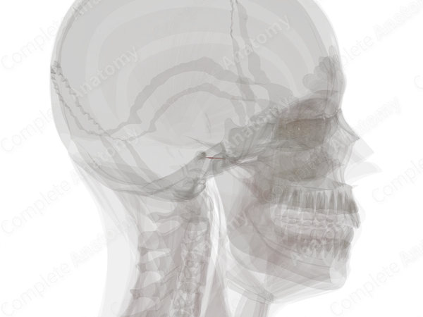 Muscles of Auditory Ossicles (Left)