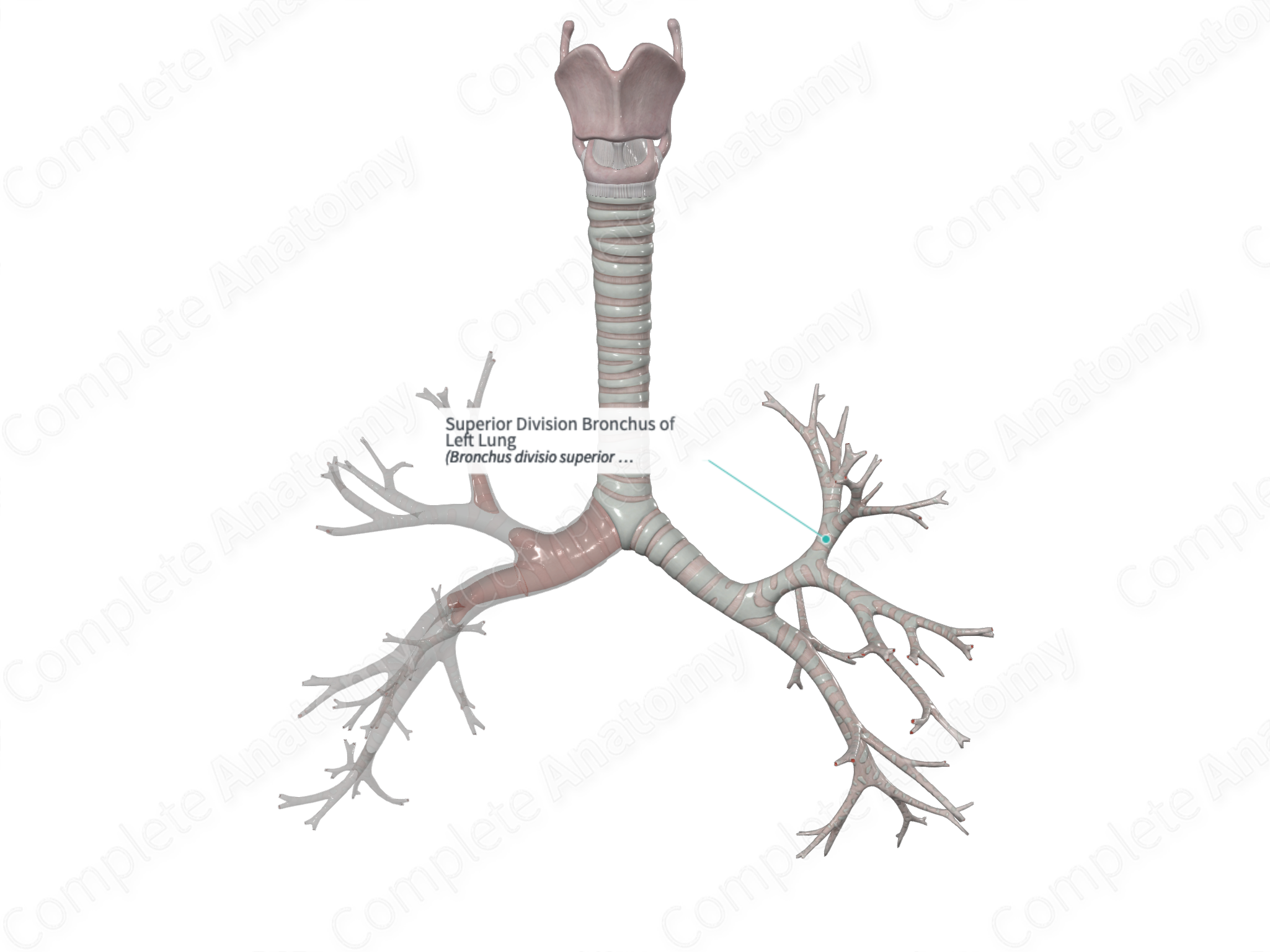 Superior Division Bronchus of Left Lung | Complete Anatomy