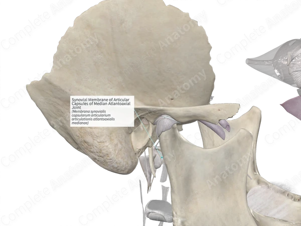 Synovial Membrane of Articular Capsules of Median Atlantoaxial Joint