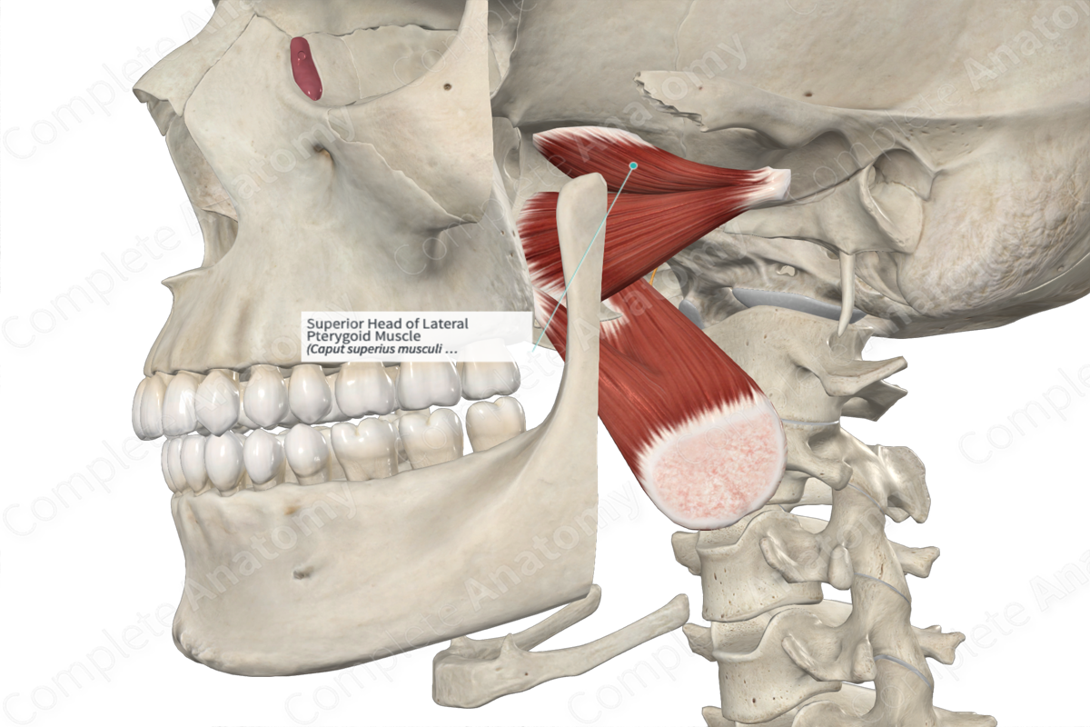 Superior Head of Lateral Pterygoid Muscle 
