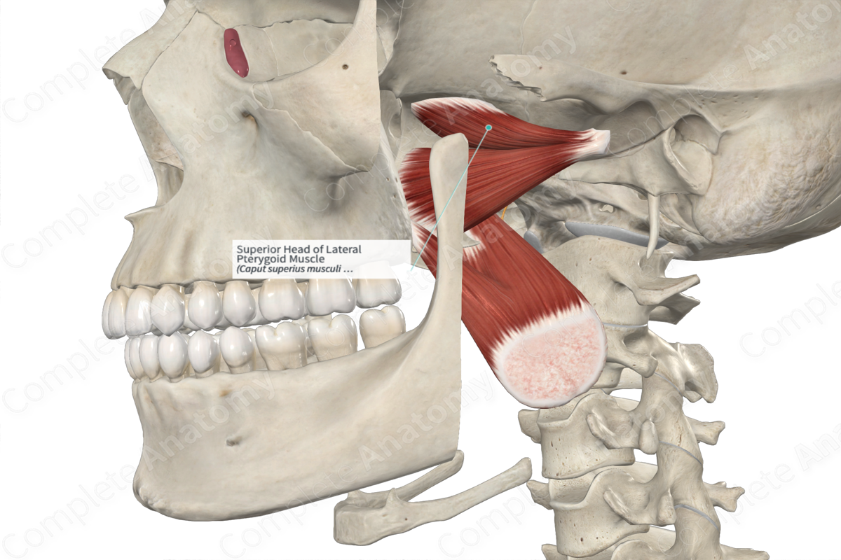 Superior Head of Lateral Pterygoid Muscle Complete Anatomy