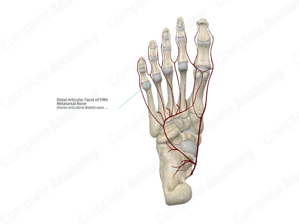 Distal Articular Facet of Fifth Metatarsal Bone