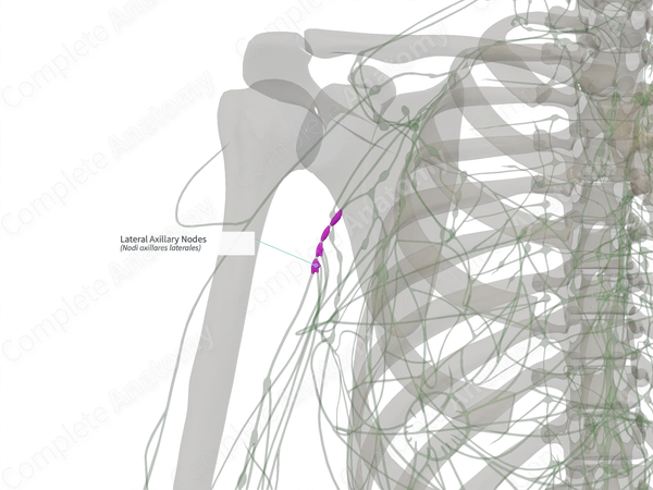 Lateral Axillary Nodes (Left)