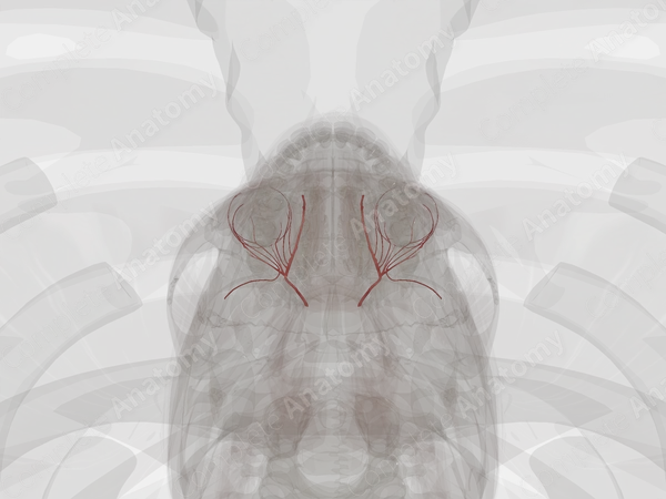 Arteries of Orbital Cavity