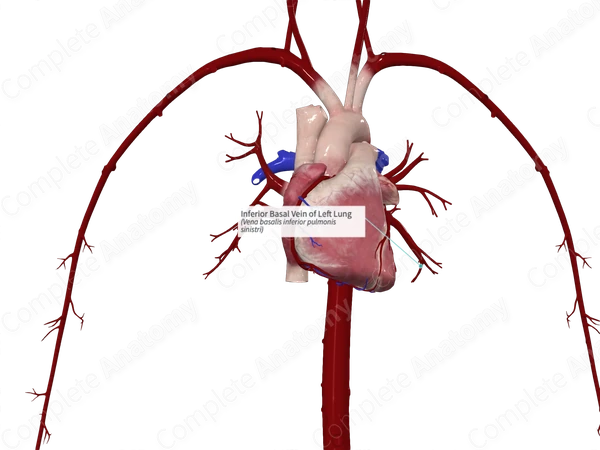Inferior Basal Vein of Left Lung