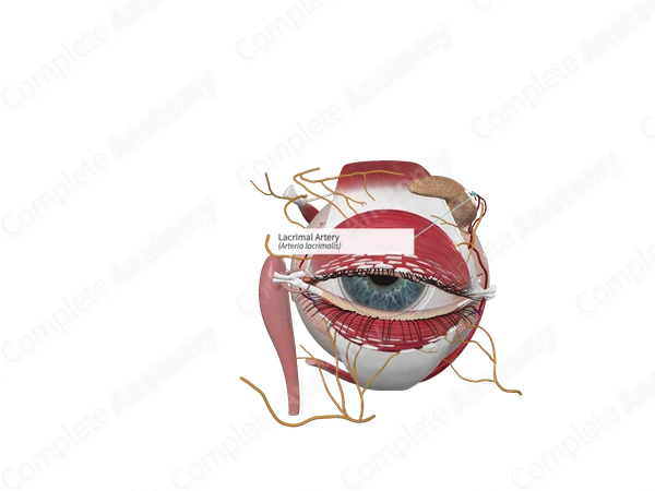 Lacrimal Artery
