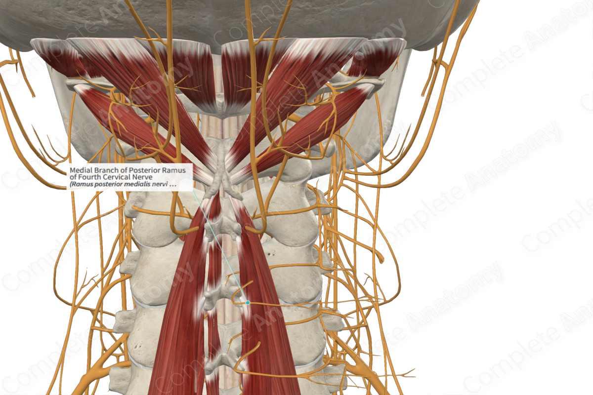 Medial Branch of Posterior Ramus of Fourth Cervical Nerve 
