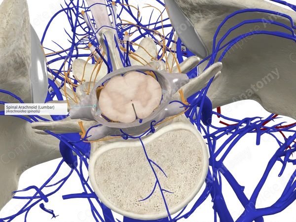 Spinal Arachnoid (Lumbar)