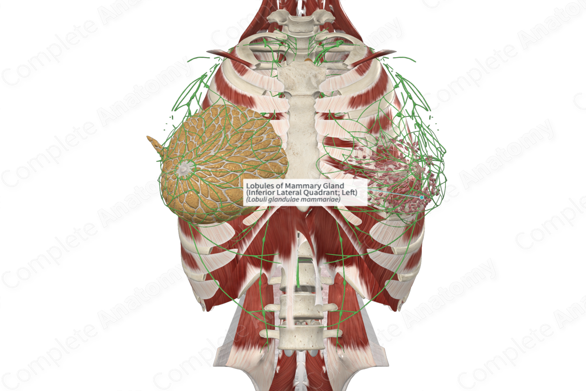 Lobules of Mammary Gland (Inferior Lateral Quadrant; Left)