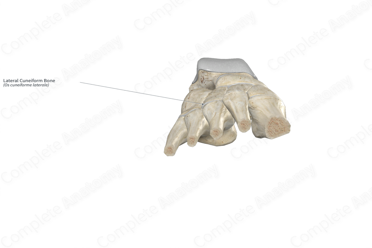 Lateral Cuneiform Bone 