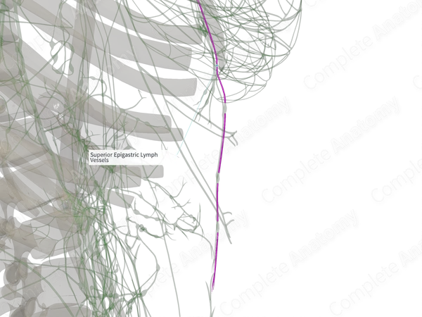 Superior Epigastric Lymph Vessels (Left)