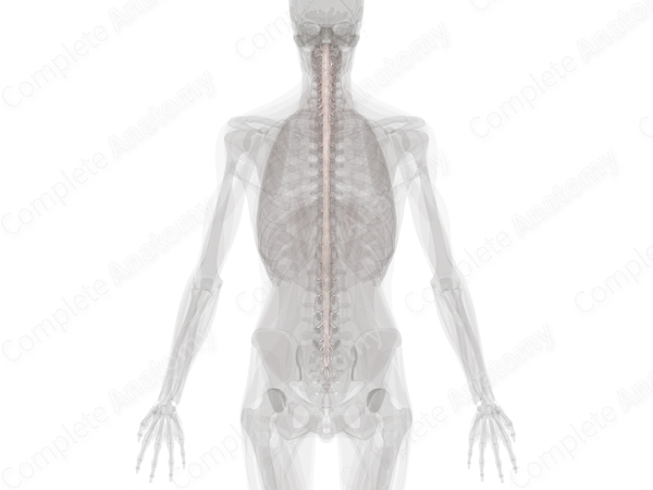 Spinal Dura