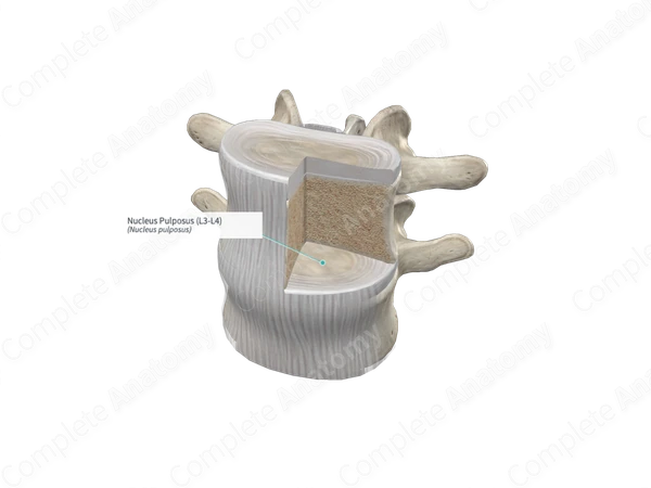 Nucleus Pulposus (L3-L4)