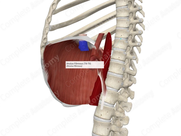 Anulus Fibrosus (T8-T9)