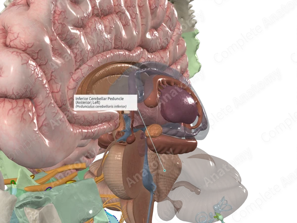 Inferior Cerebellar Peduncle (Anterior; Right)